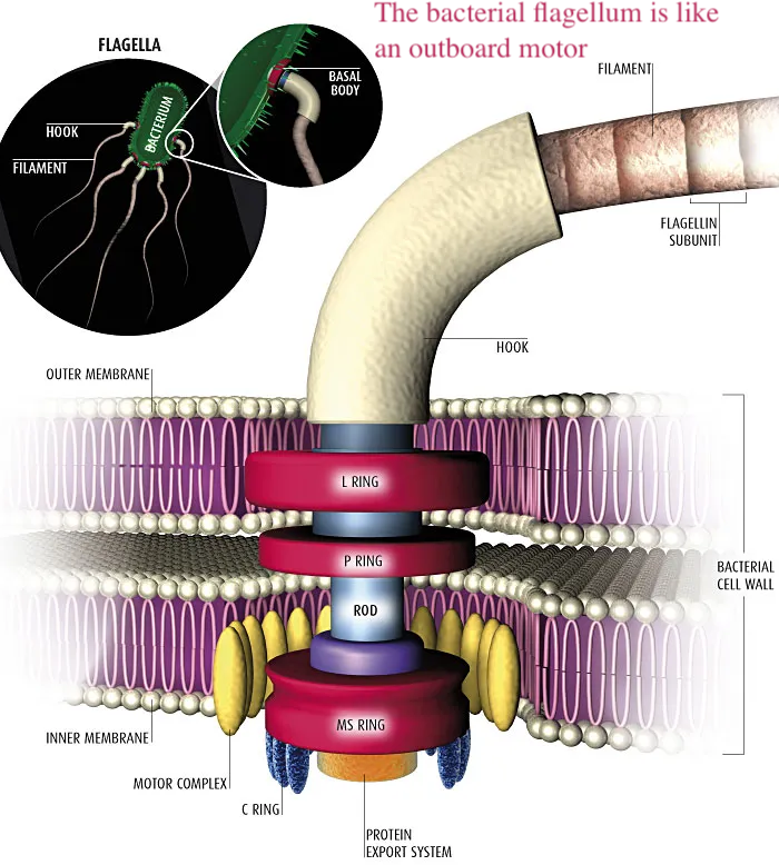 Bacterial flagellum